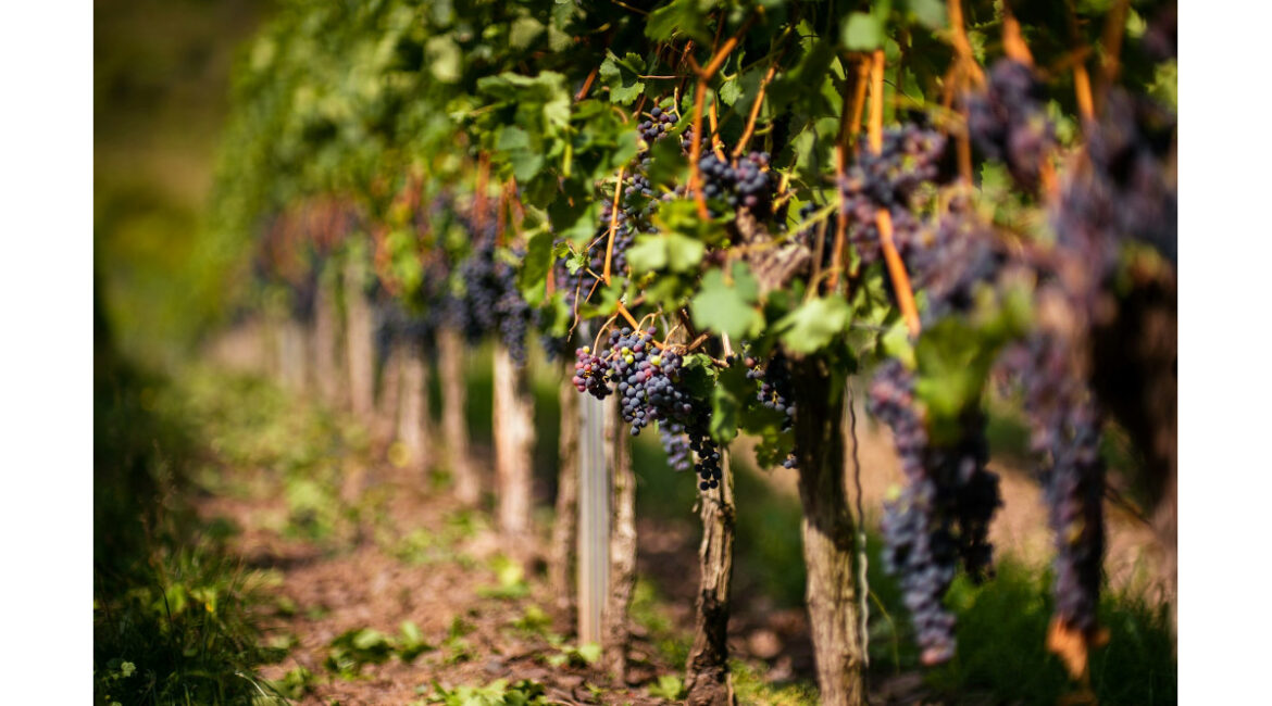 Wine Institute Statement on Federal Government Shutdown Wine Institute Statement on Federal Government Shutdown