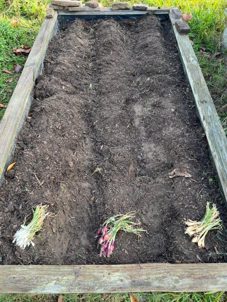 Planted Onions Today Planted Onions Today