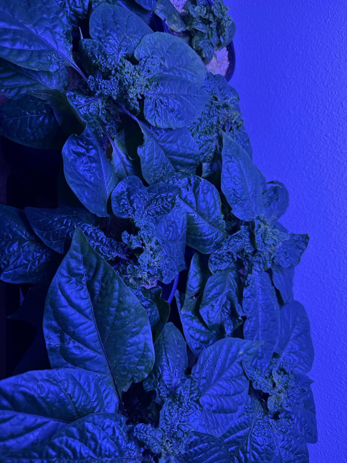 Chronic Aphids Pls Help