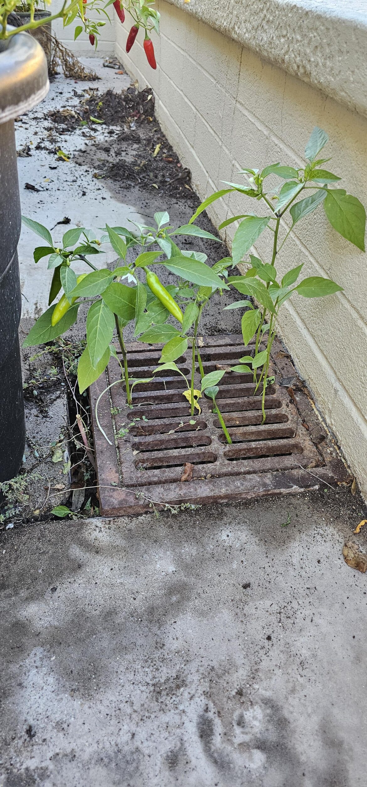 Rate my garden set up.