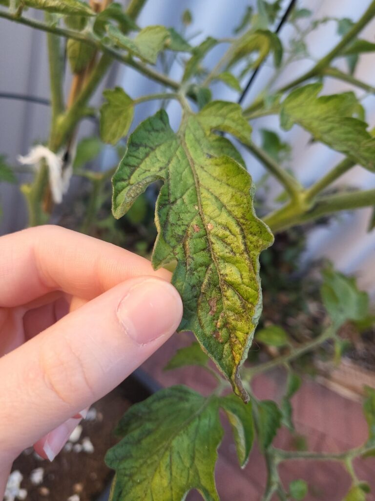 Is my tomato plant diseased? Is my tomato plant diseased?