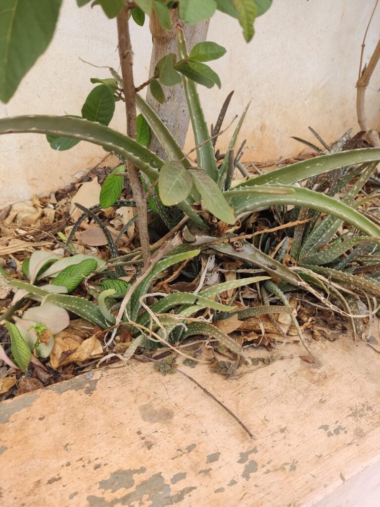 Is my aloevera safe to eat