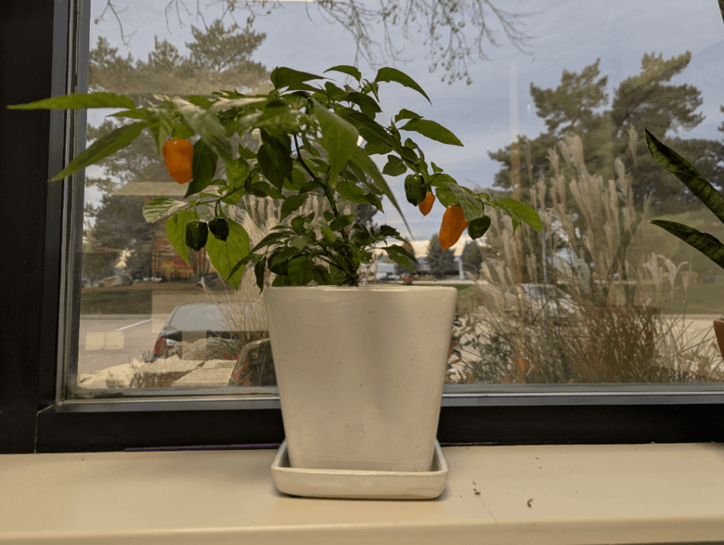 Anyone else grow peppers at work?