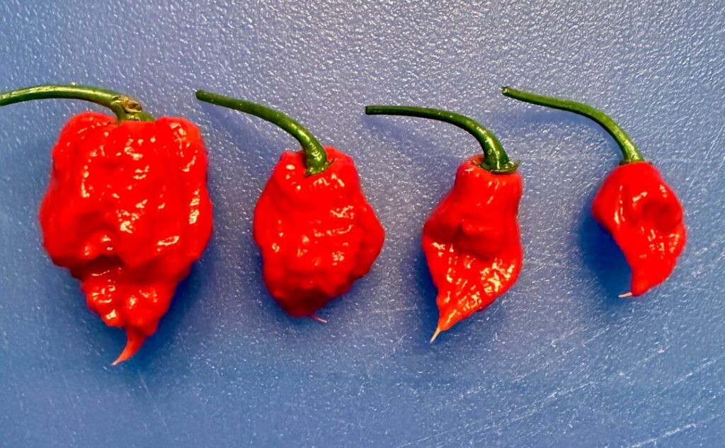 First reaper harvest