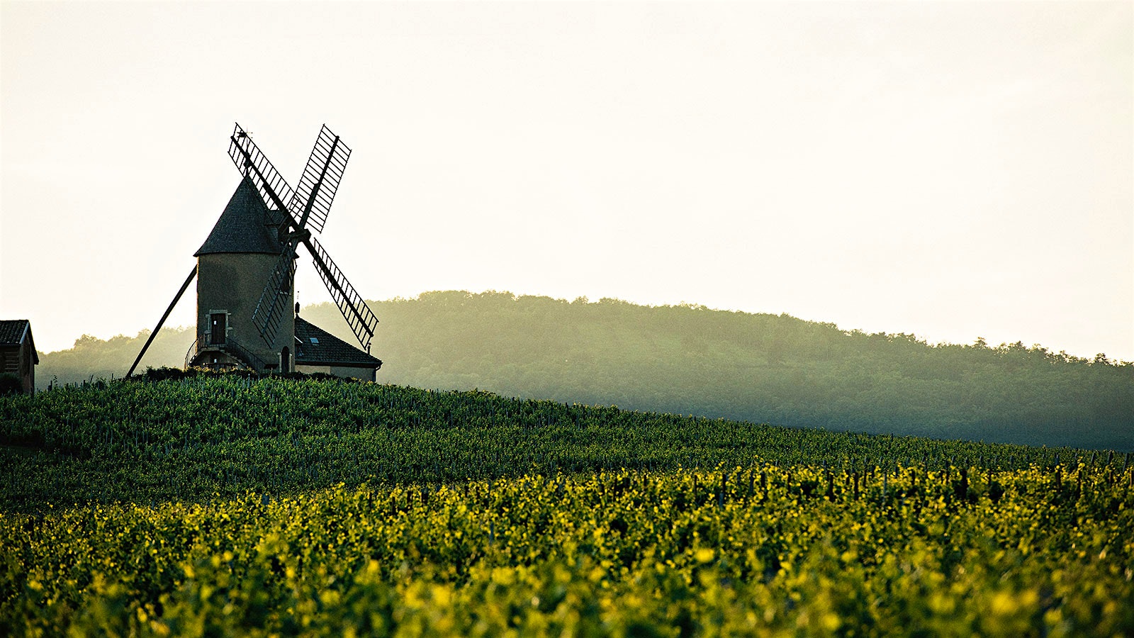 Windmill and vineyards at Château du Moulin-à-Vent