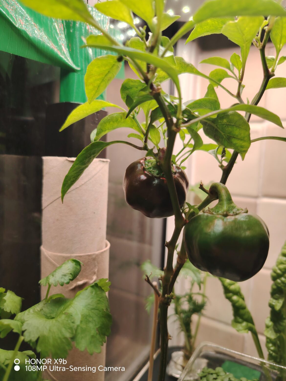 My very first Habanero plants or what I assume they are!!