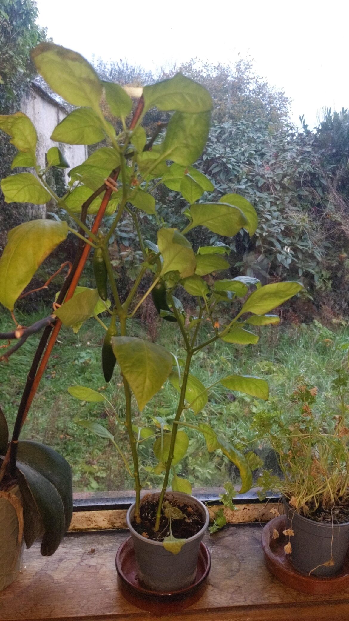 My window pepper. Planted from a loose handful of seeds after chopping a bag of mixed peppers from Lidl up.