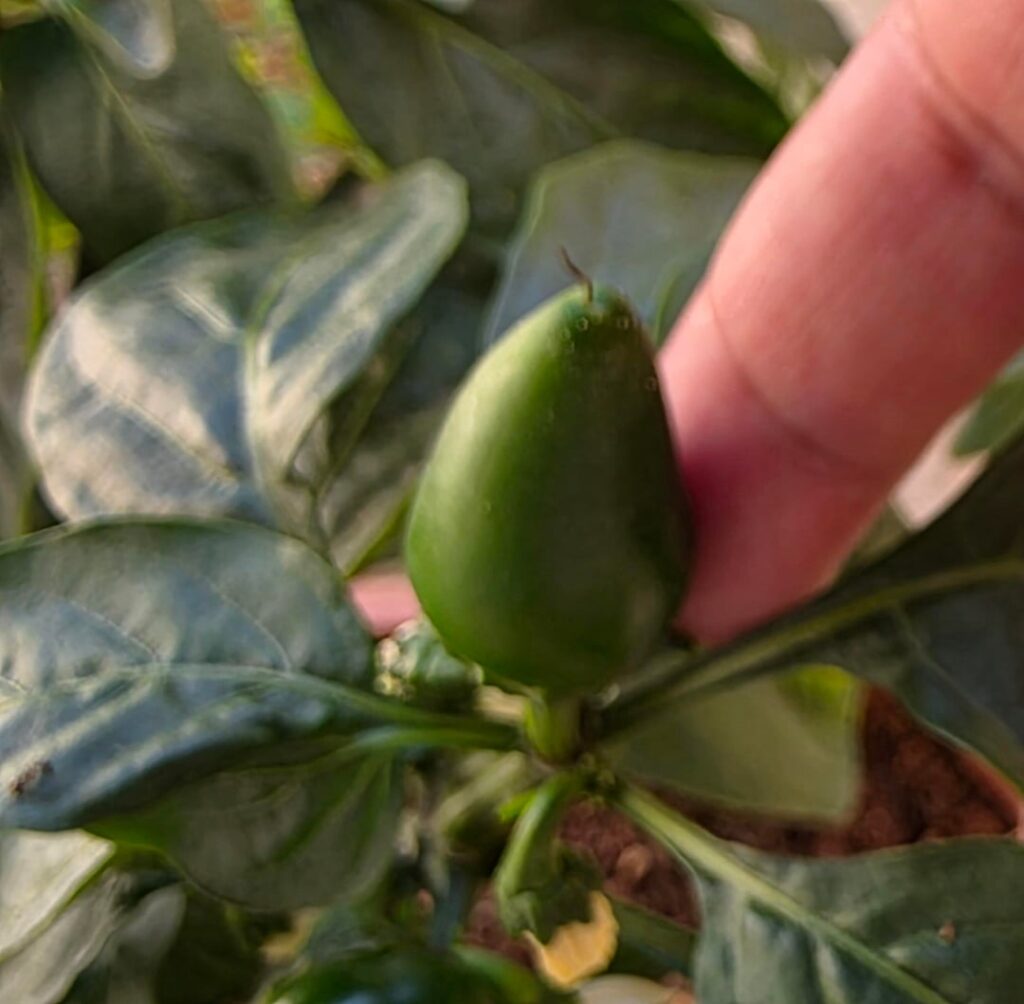 Pepper ID