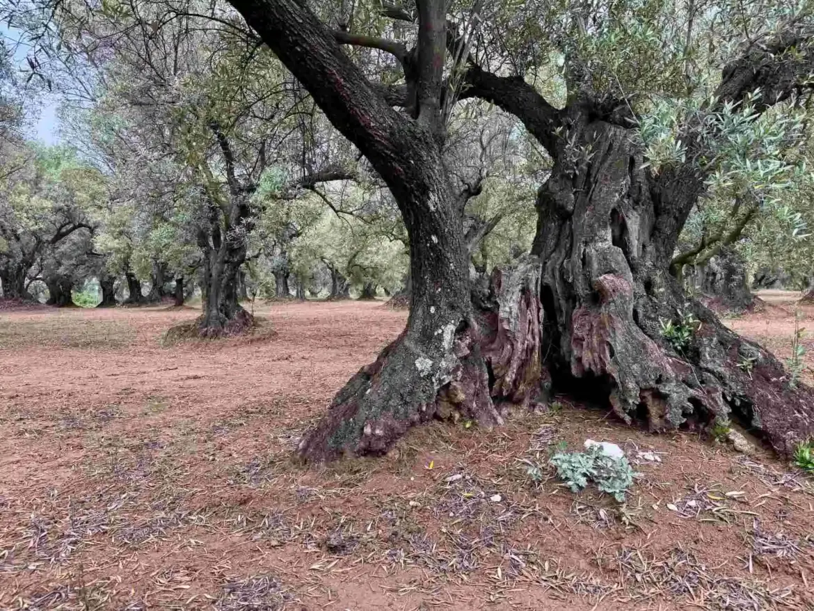 World Olive Day: Protecting the Roots to Defend the Future of Italian Olive Oil World Olive Day: Protecting the Roots to Defend the Future of Italian Olive Oil