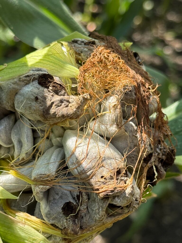 Huitlacoche in Germany?