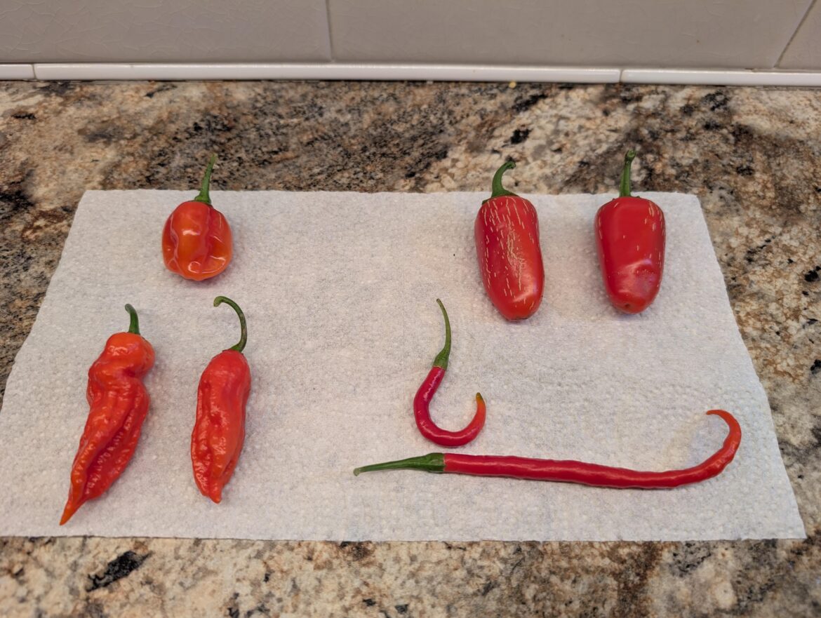 My first harvest, could I have let the ghost peppers get a little darker? My first harvest, could I have let the ghost peppers get a little darker?