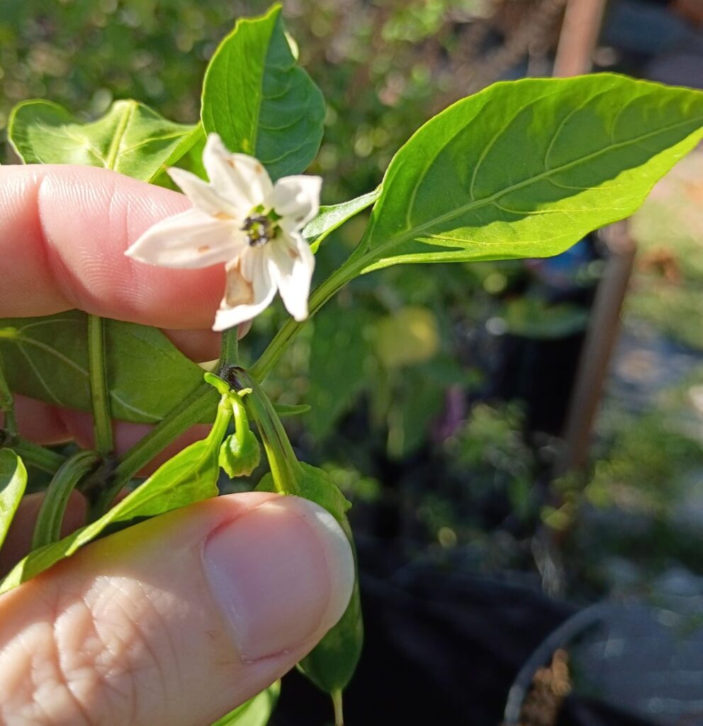 What are these tiny tailed peppers? Zone 8b.