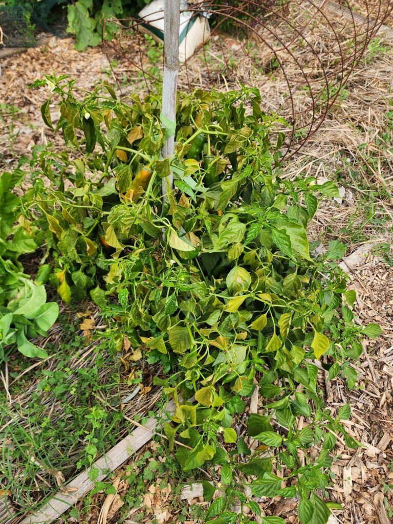 What's wrong with my peppers?