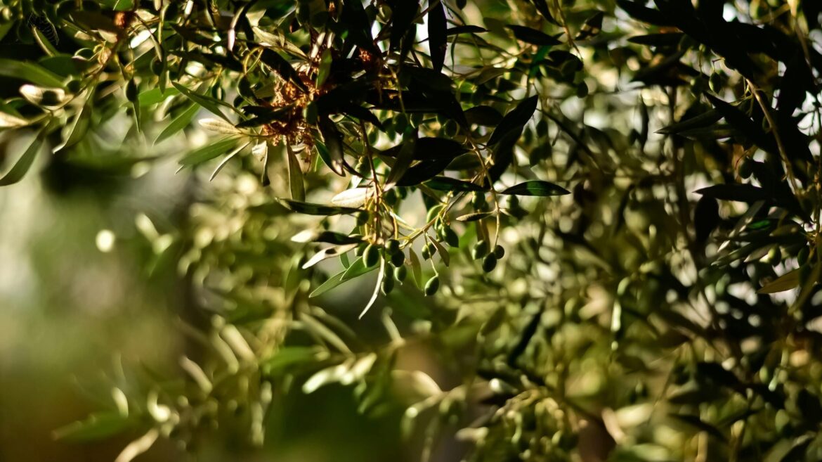 In the Jezreel Valley, Olive Trees Tell Israel’s Story of War and Strength In the Jezreel Valley, Olive Trees Tell Israel’s Story of War and Strength