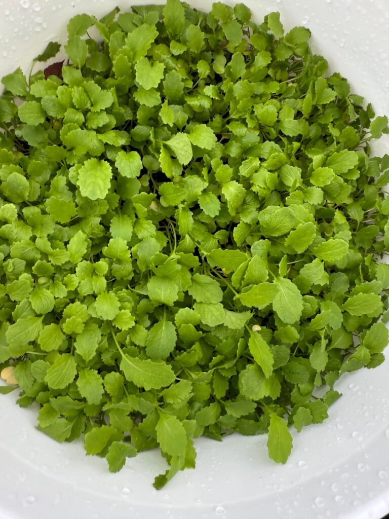 Trying my 1st young  turnip green salad