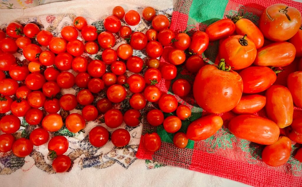 What type of tomatoes are the best to use for spaghetti sauce when canning? I used Roma, cherry, and Beef Steak.