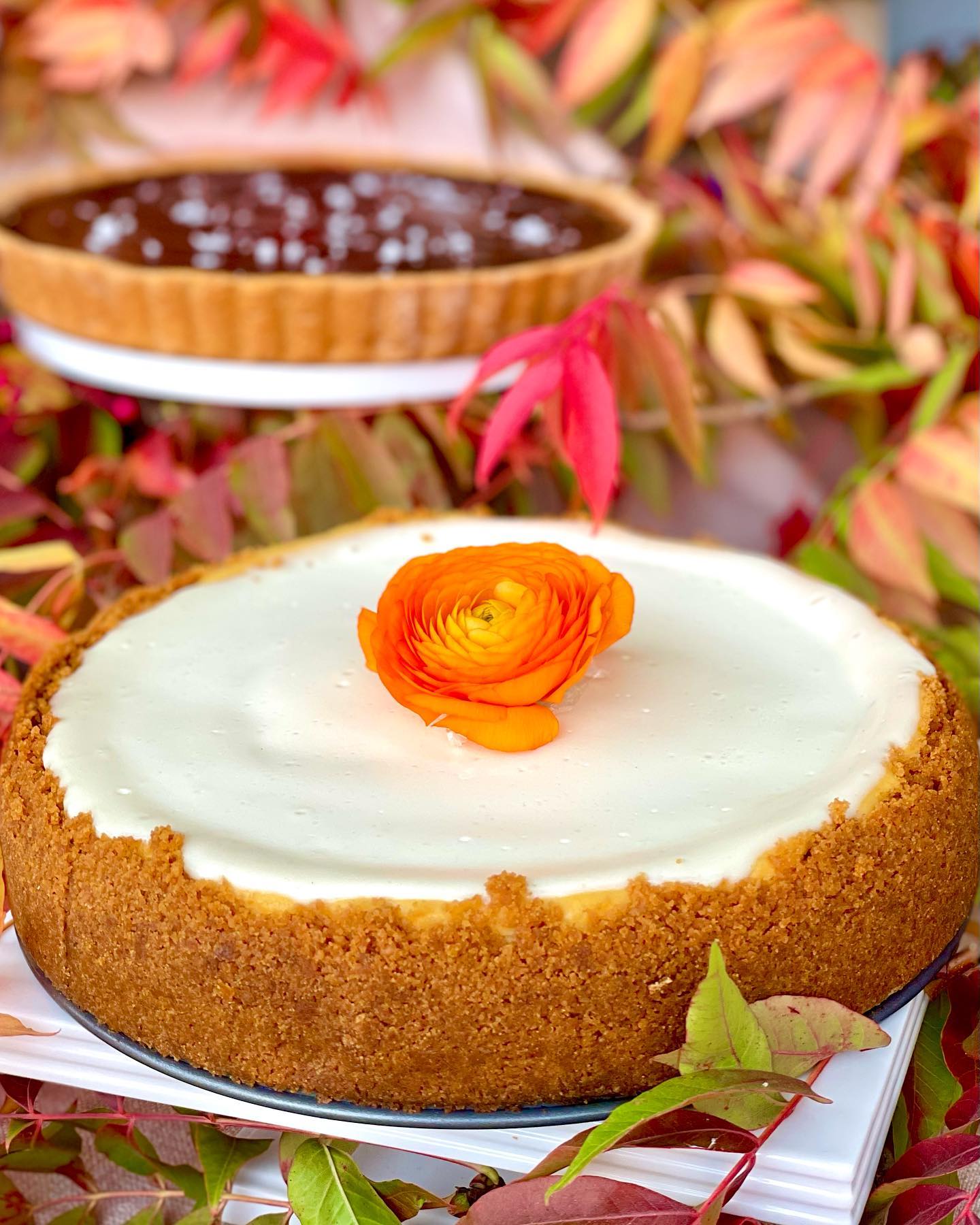 Pumpkin cheesecake