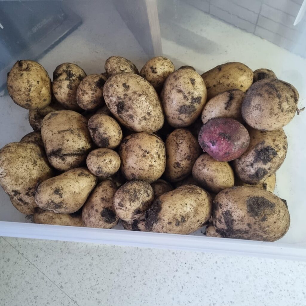 Dug up some spuds today