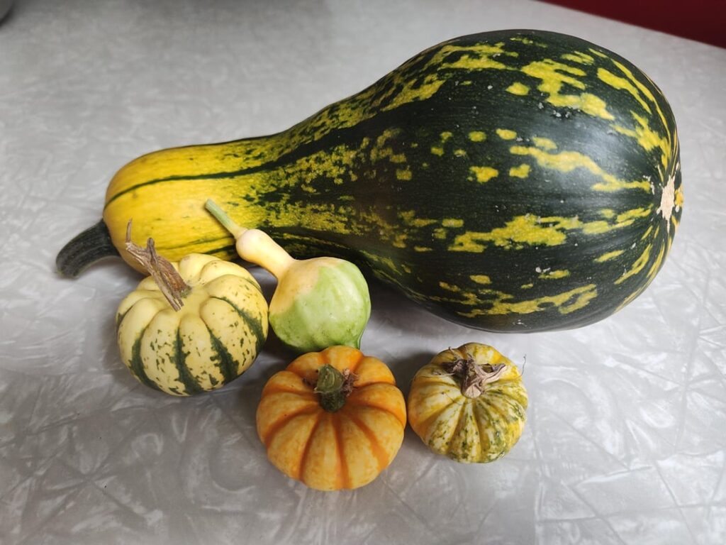 Found some surprises by the compost pile ^-^'