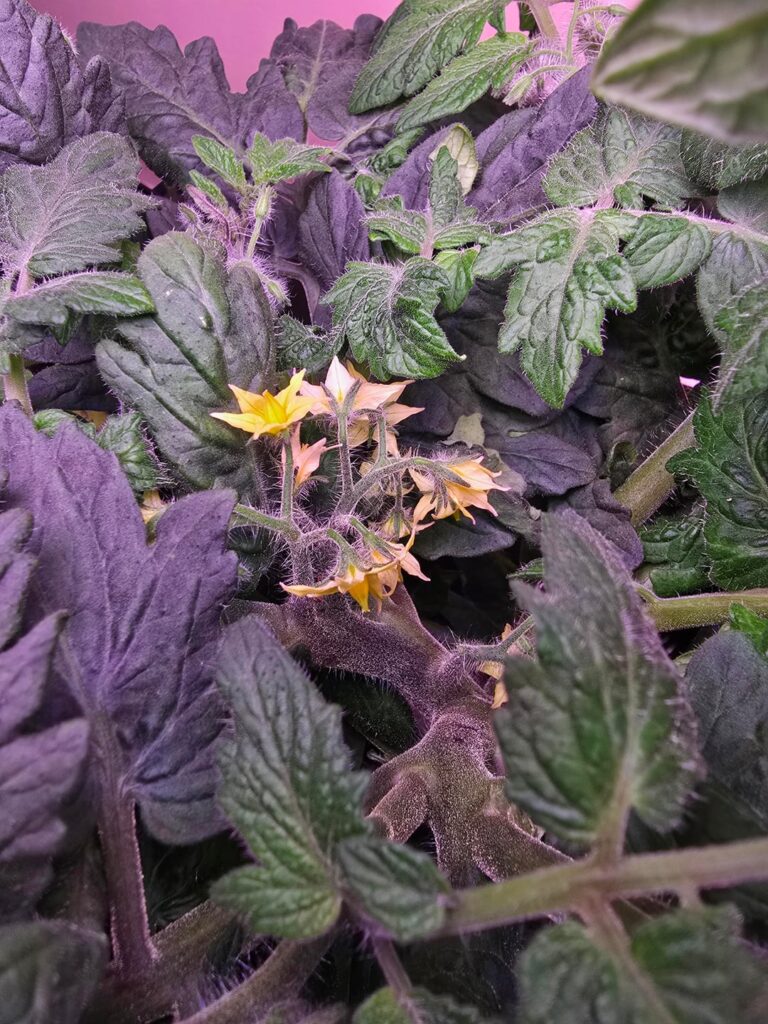 My orange dream tomato, a cute dwarf.