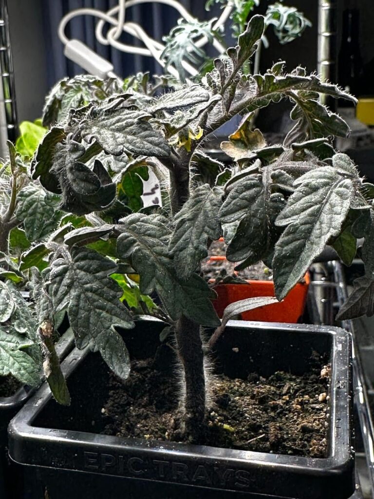 I know it's a a microdwarf but....