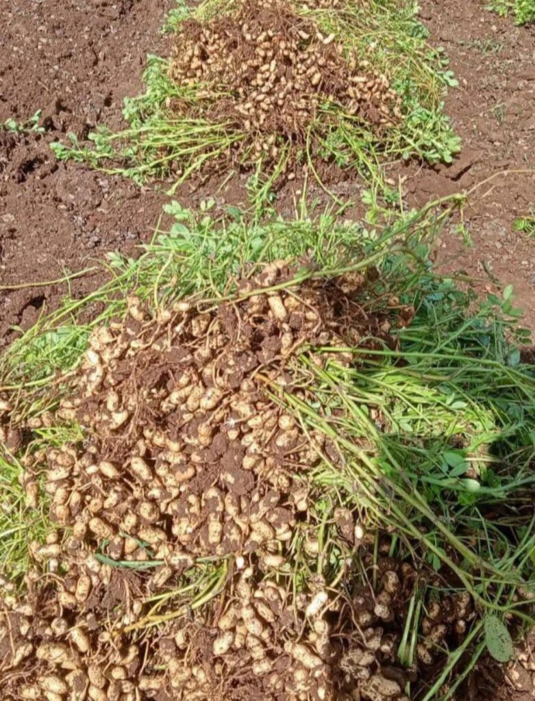 Peanut is my favourite crops. Mostly use in edible oil