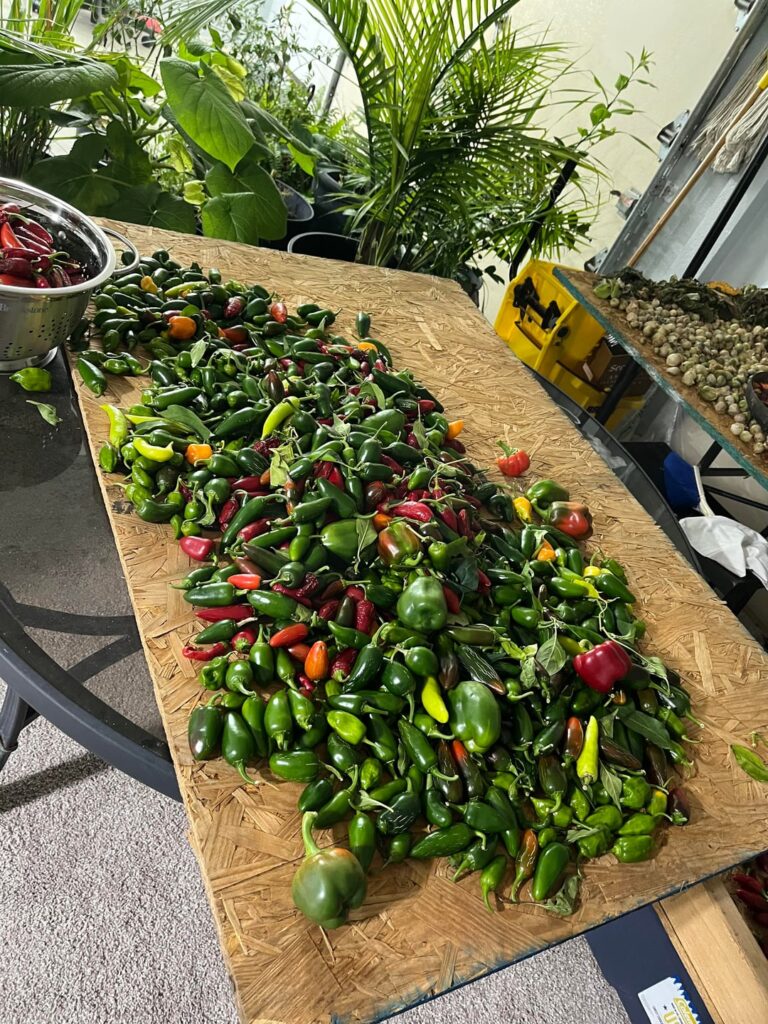 My father’s last harvest before the freeze