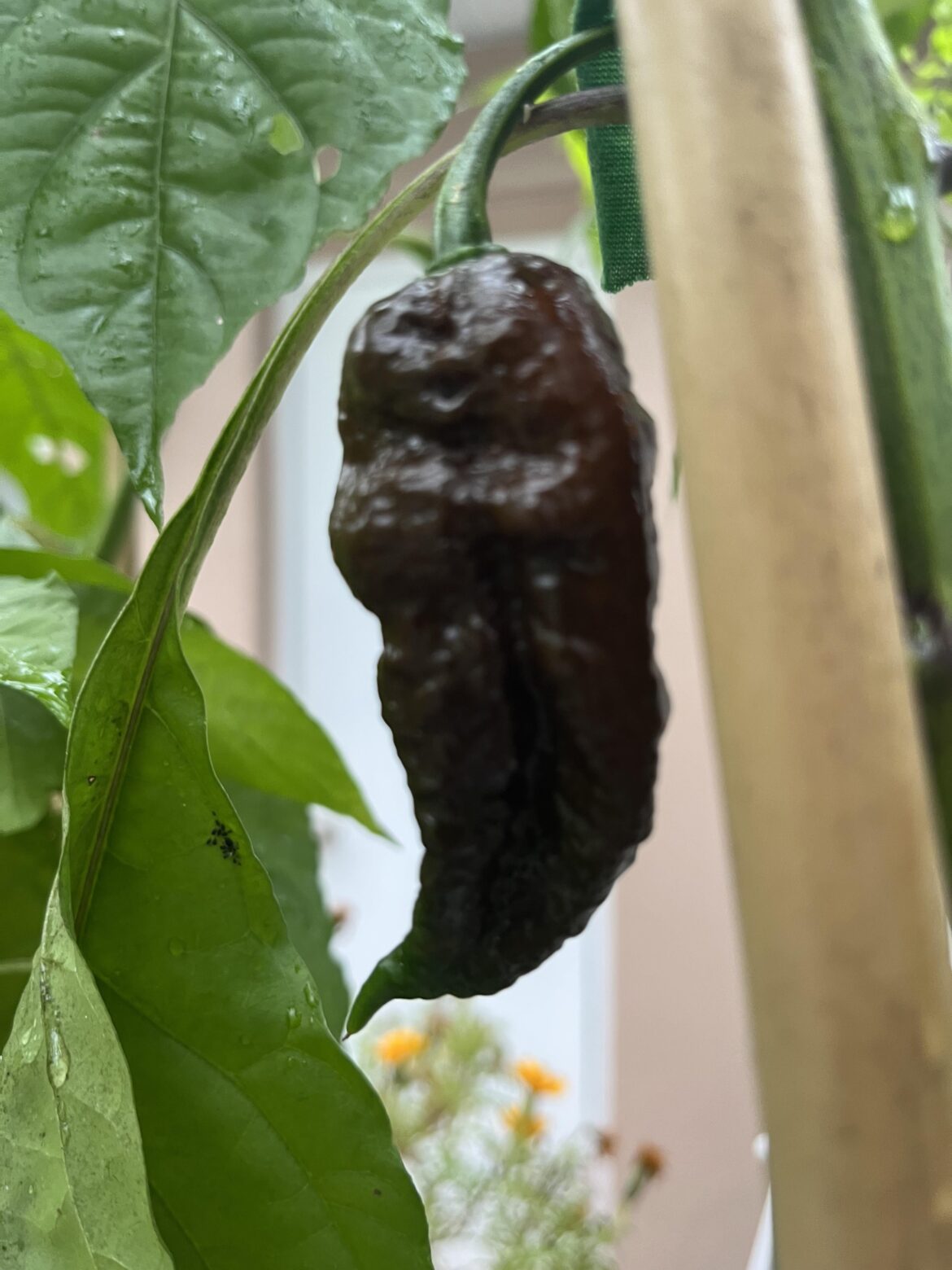 The hottest pepper I’ve ever grown. The hottest pepper I’ve ever grown.