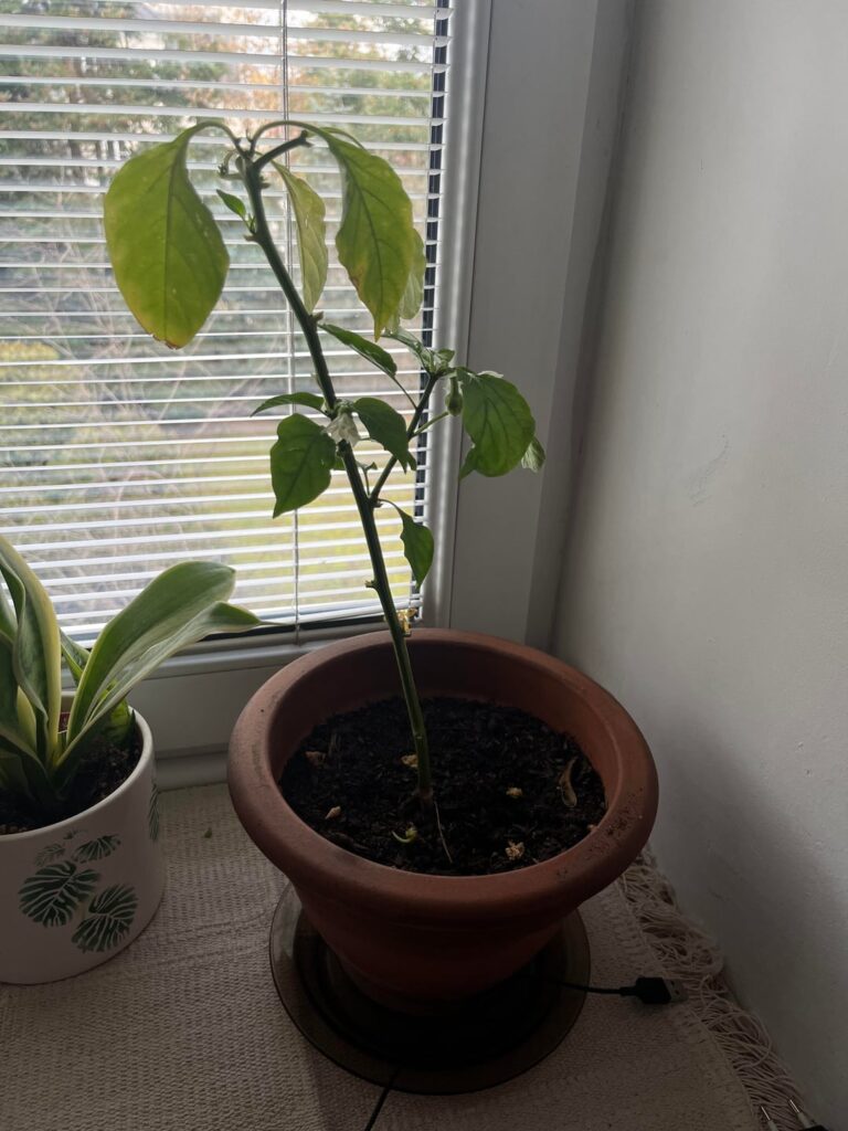 need help keeping pepper inside over winter need help keeping pepper inside over winter