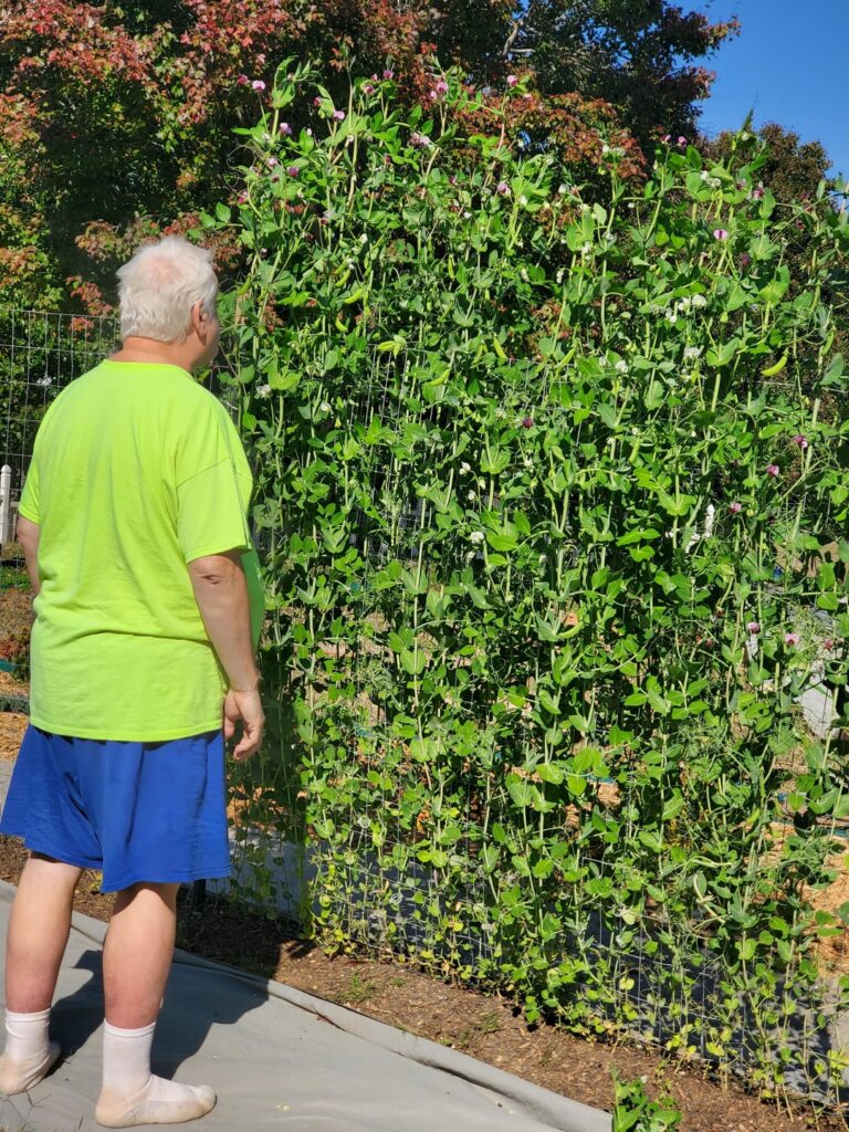 Say hello to my wall of peas