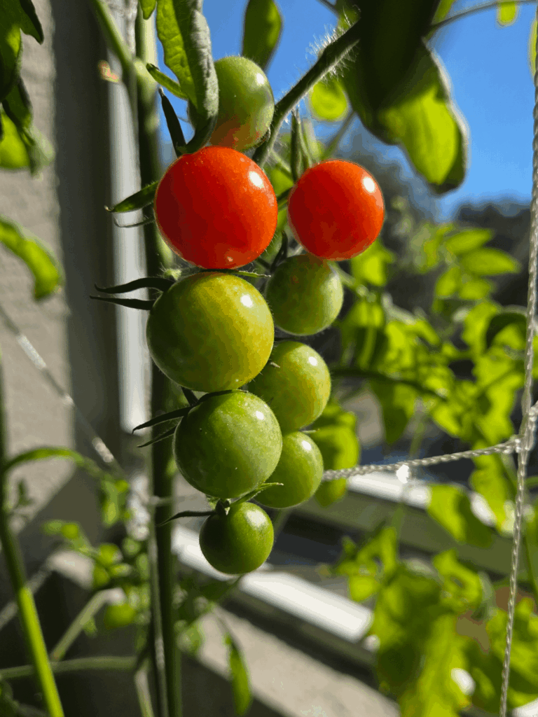 Good Morning! Good Morning!