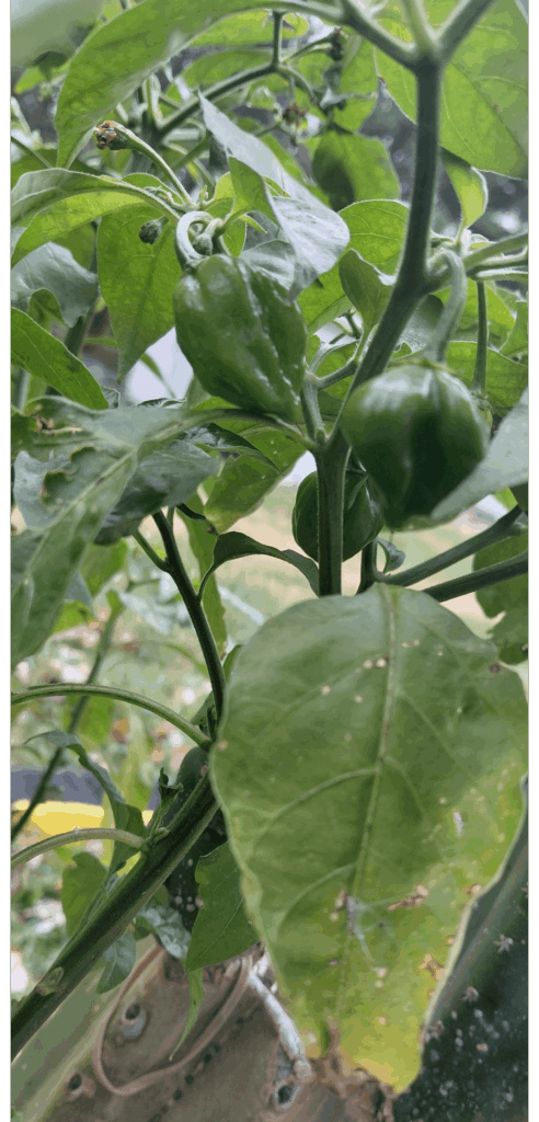 Lost my seeds Lost my seeds