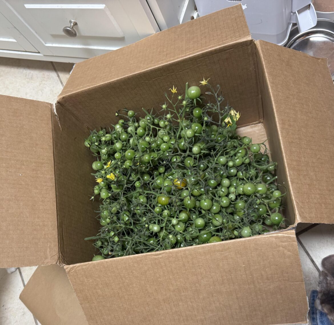 Many green cherry tomatoes, what to do?