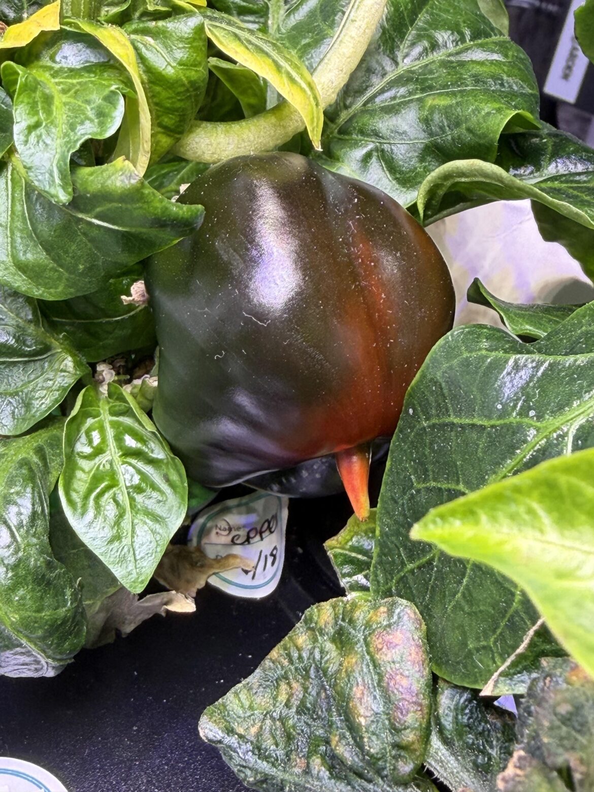 When is my pepper ready?