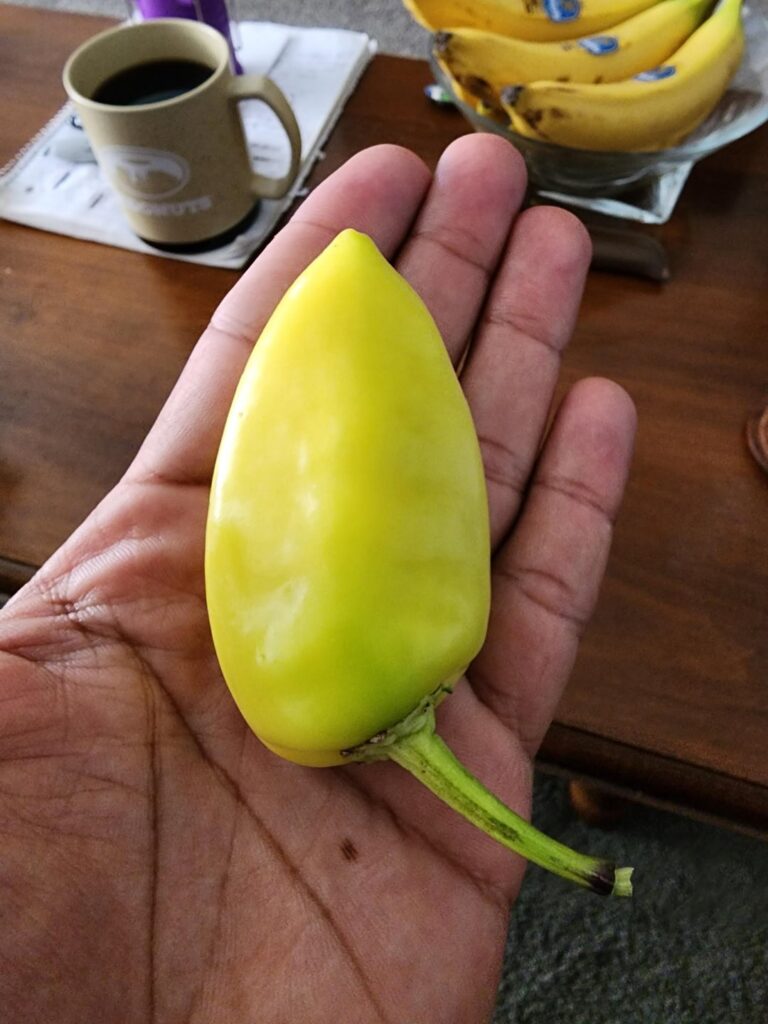 This years harvest gave me lots of hot sauce and pickled Banana Peppers