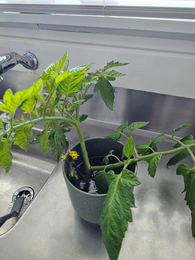 Accidentally cut off main stem