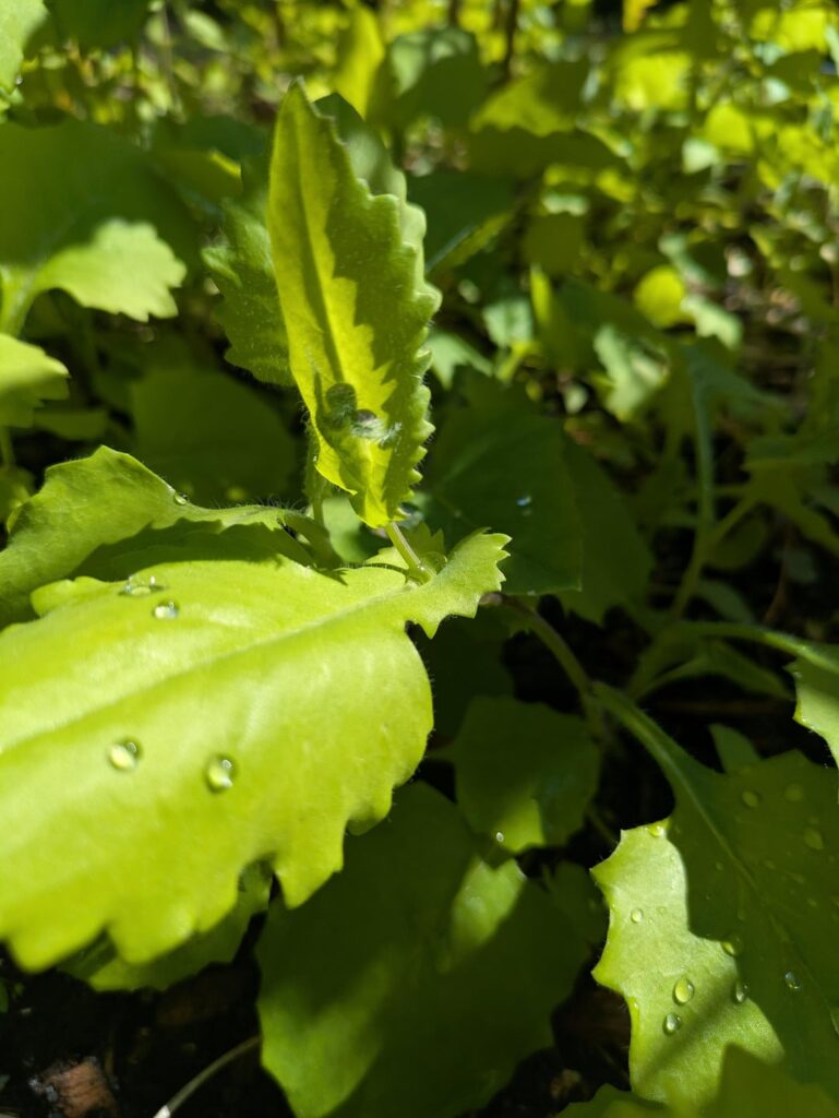 are these actually radishes or have I just been lovingly tending to some weeds in my radish bed for weeks