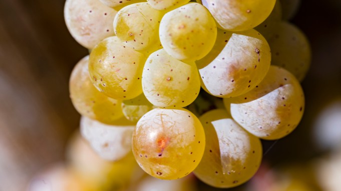 How Spätlese Riesling Is the Result of a Happy Accident 25 Years Ago How Spätlese Riesling Is the Result of a Happy Accident 25 Years Ago