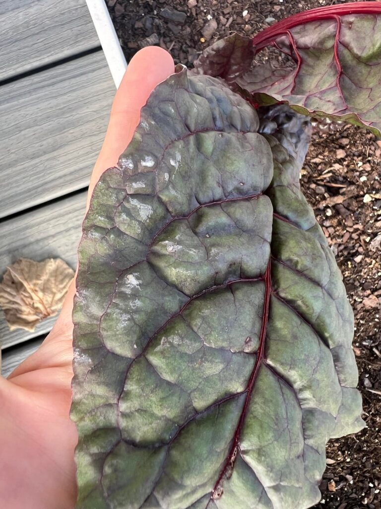 Does anyone know what this may be?