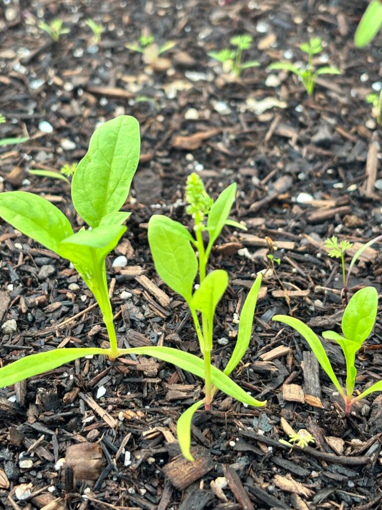 What are these little balls on top of my spinach plant.  Is it just a male plant?  I’m new to vegetables.  Also is this random looking plant a weed?