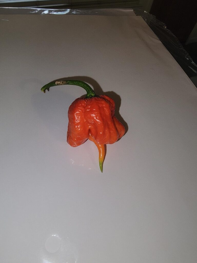 The end of the season..I got so close to fully ripe 7 pot katie.