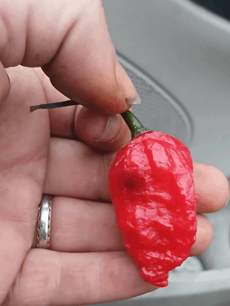 Was given these to give to a friend but would like an ID first