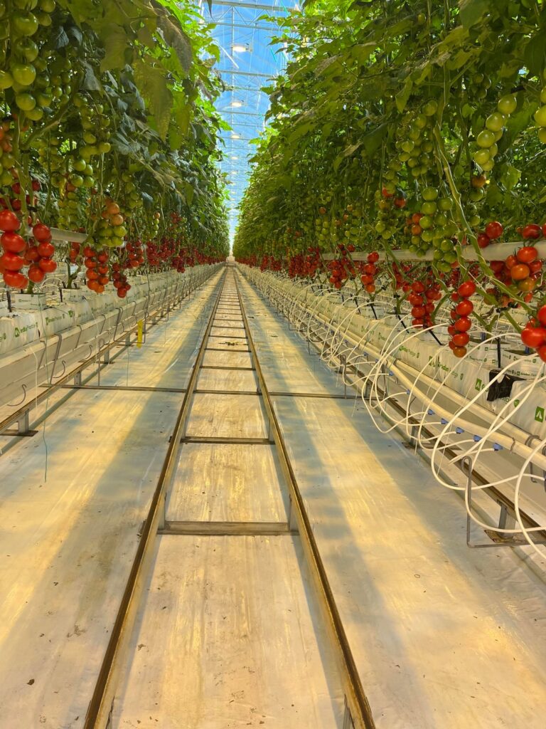 Beautiful cocktails tomatoes