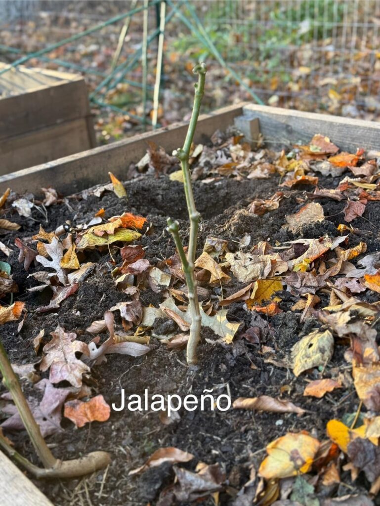 Overwintering Advice for Peppers (Jalapeño and Thai Chili)