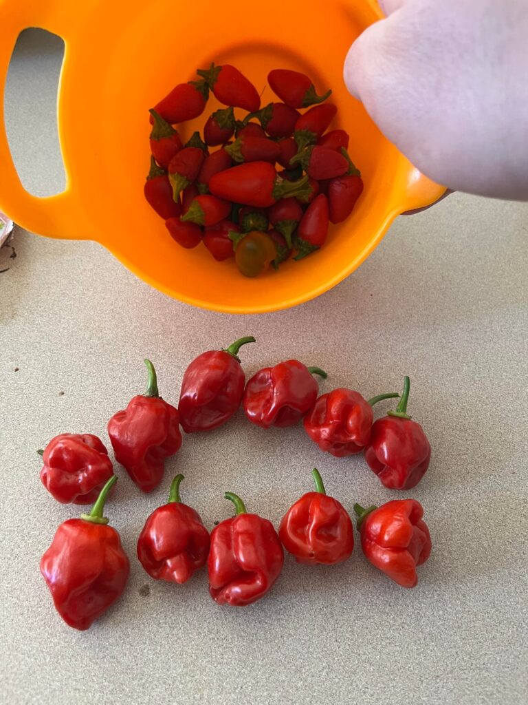 Last harvest of the season becomes Rage Relish ™️