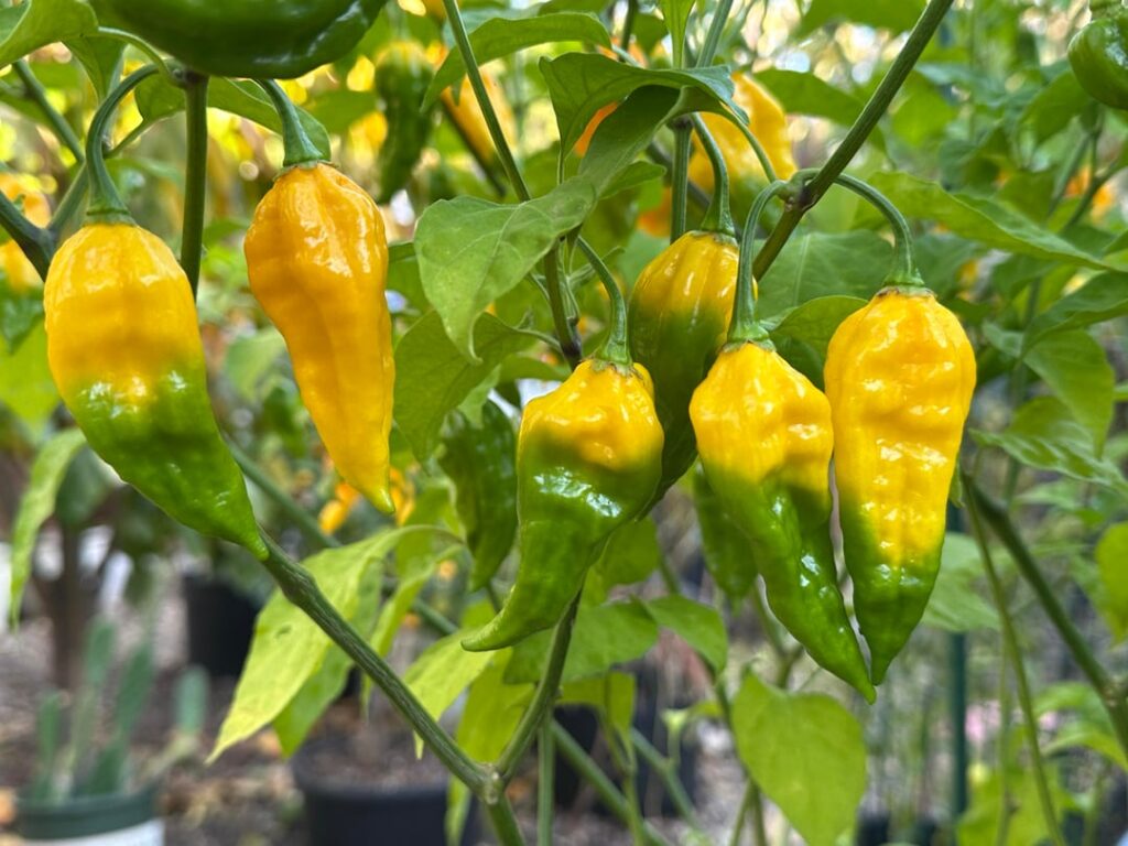 Hot Peppers ripening from top