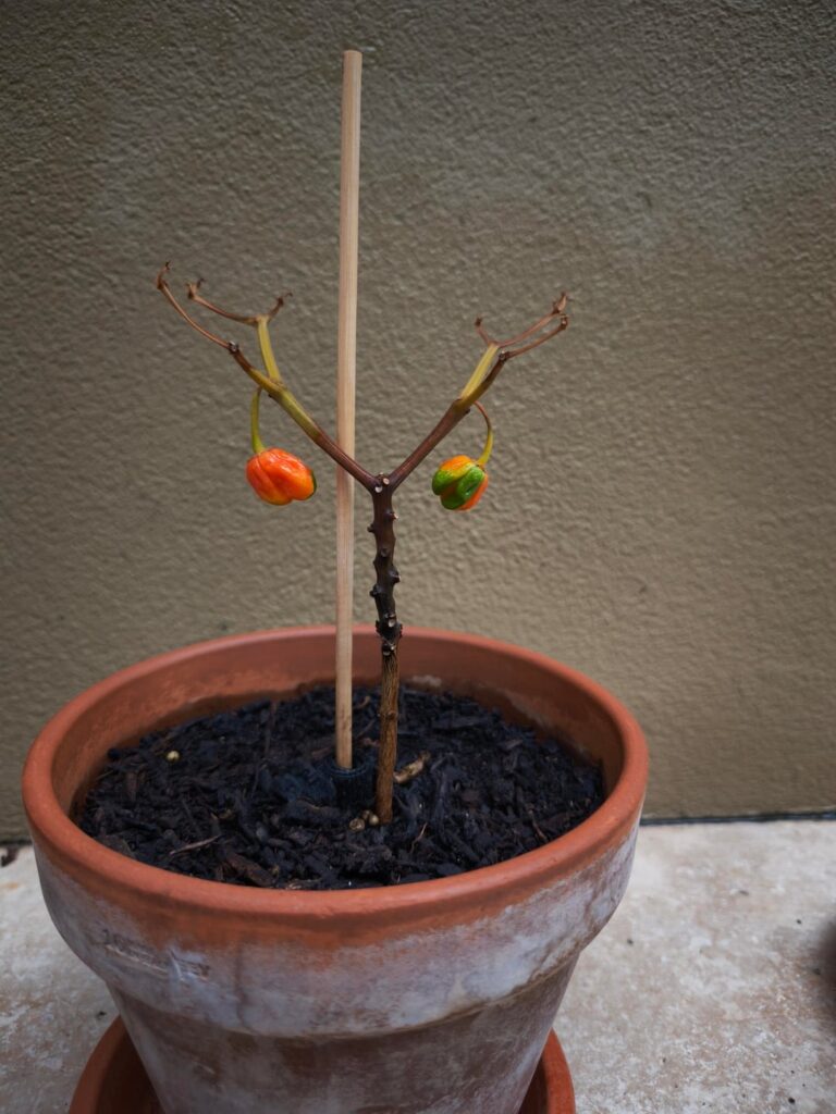 Have I killed my reapers? Have I killed my reapers?