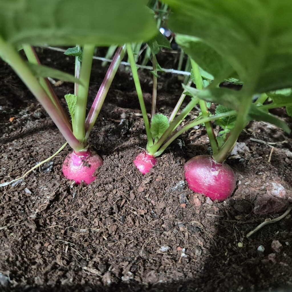 Radishes ready to harvest?