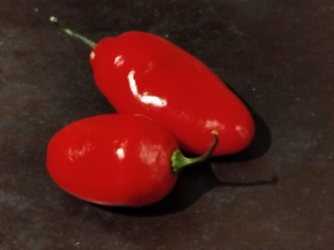 Got these beauties at a Peruvian restaurant yesterday. Long live the power of rocoto.