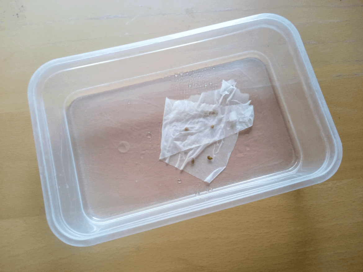 I have a little big problem. What can I do to improve germination? I have a little big problem. What can I do to improve germination?